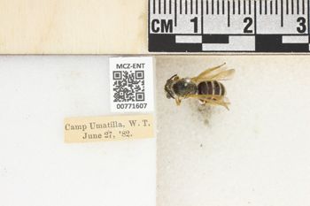 Media type: image;   Entomology 771607 Aspect: Labels